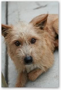 Pet Rescue