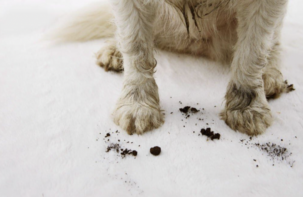 12 Surprising Facts About Dirty Carpets You Probably Didn’t KnowOnya