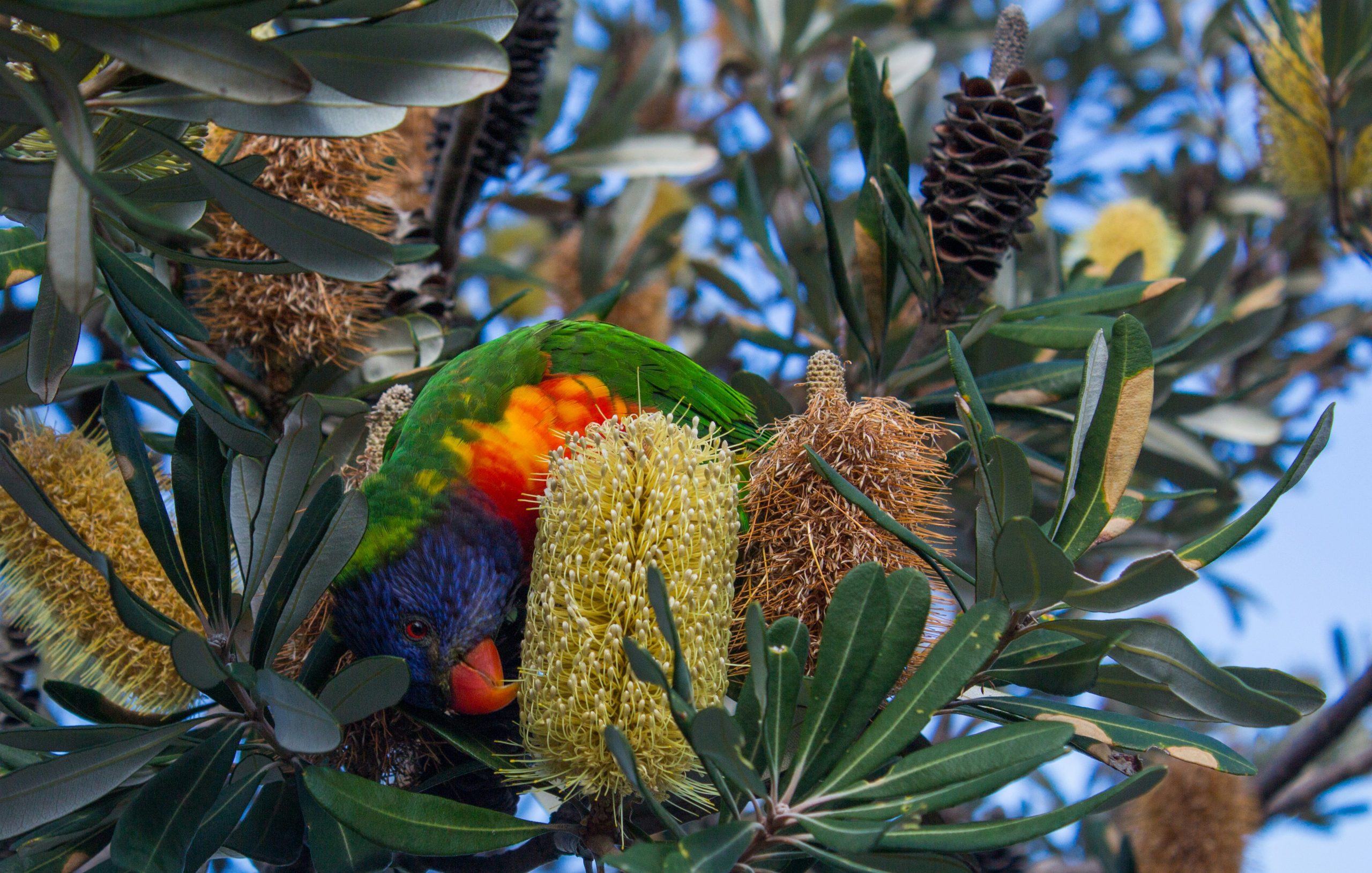 Why Regular Tree Inspections Are Crucial For Safety - Onya Magazine